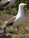 juvenile LBBG in October, ringed in Norway. (131273 bytes)
